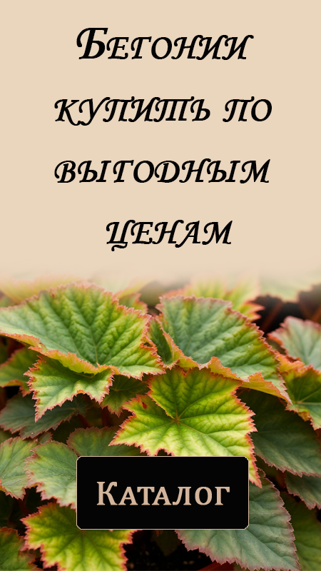 Перейти в каталог бегоний
